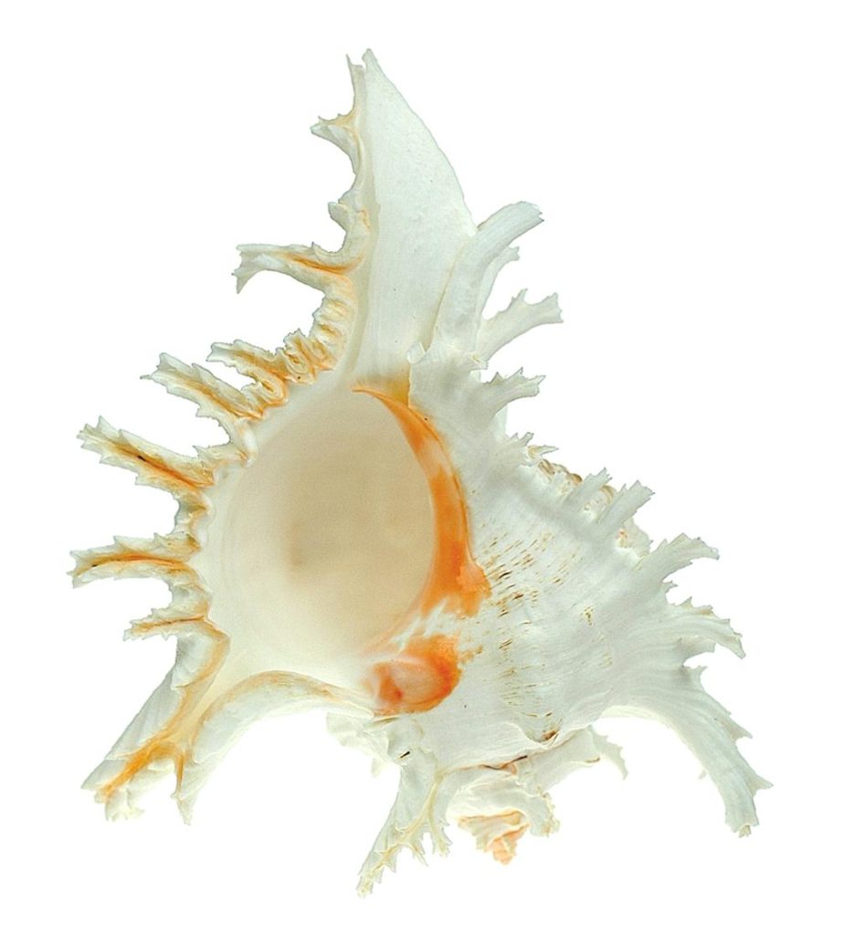 Mundo marino - Mayorista de souvenirs